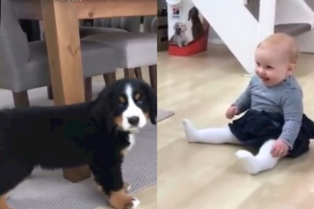 Cute child want to meet his Adorable puppy !