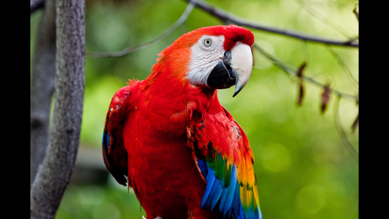 A parrot 2021 beautiful