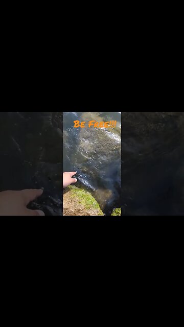 Slow Motion Release #bassfishing #fishing #bass #catchandrelease #lakelawtonka #shorts