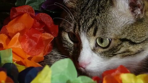 Cat Close Up Photos