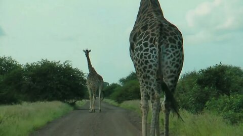 SOUTH AFRICA giraffes, Kruger national park (hd-video)-11