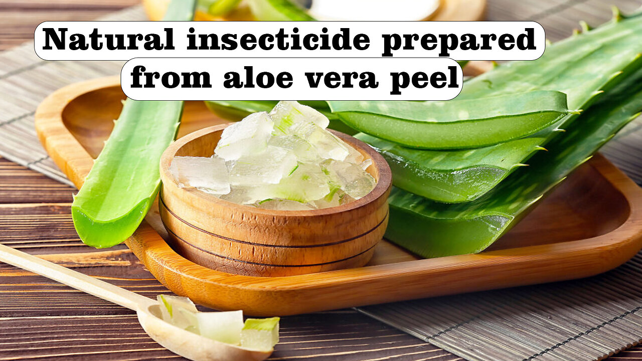 Natural insecticide prepared from aloe vera peel @InterestingStranger