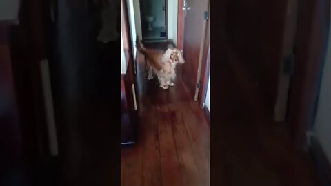 #dogshow , #animals , #dogs , #shorts