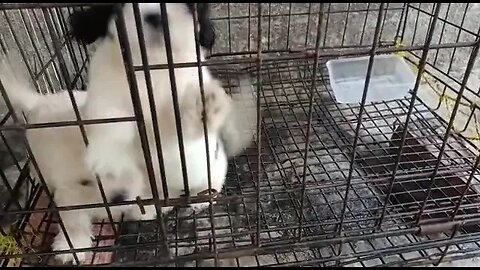 cute lhasa dog howling & barking||dog sound. #shorts #viral #cute #dogbarking