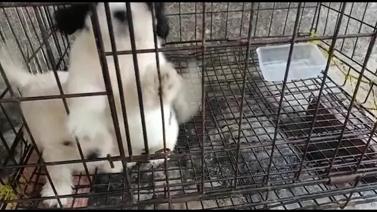 cute lhasa dog howling & barking||dog sound. #shorts #viral #cute #dogbarking