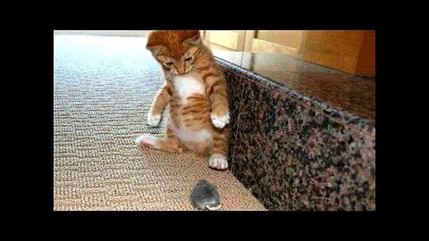 So Cute Cat Funny Video