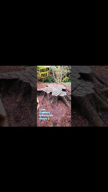 Fallen Tree🥀 #trees #treeoflife #tree #nature #naturelovers #linkinpark #woodworking #wood #wild