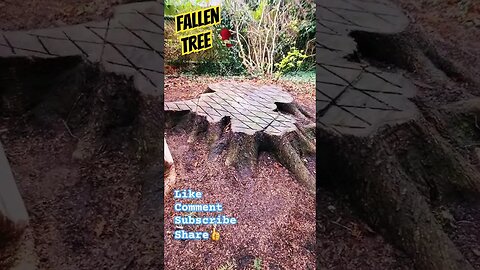 Fallen Tree🥀 #trees #treeoflife #tree #nature #naturelovers #linkinpark #woodworking #wood #wild