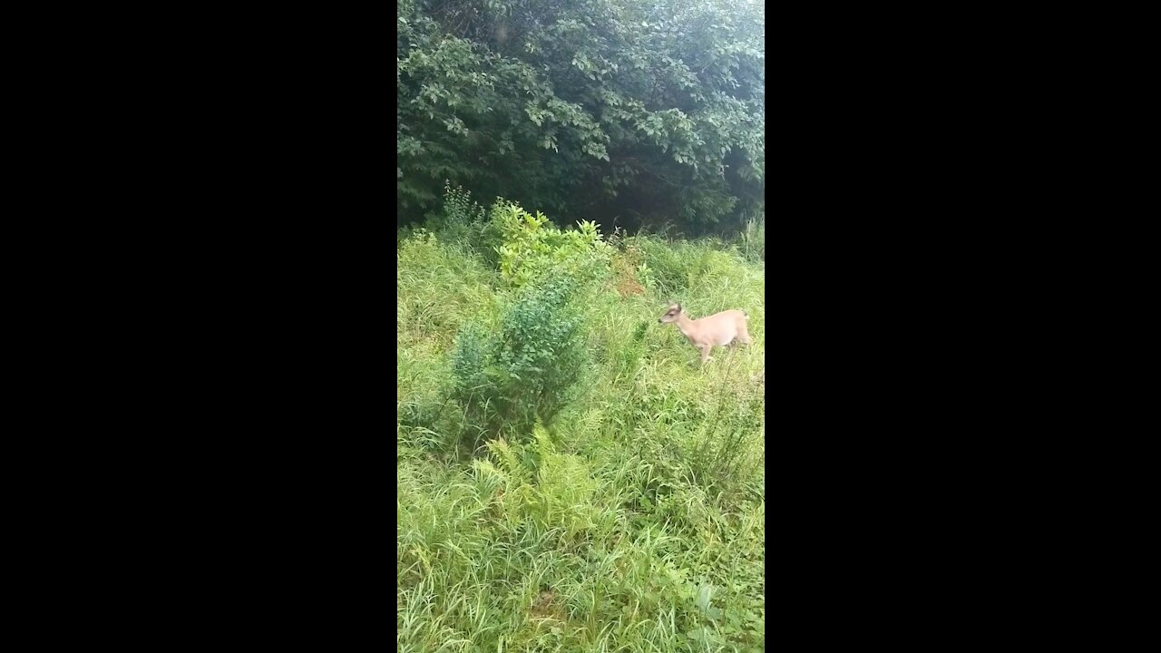 Jumping Deer