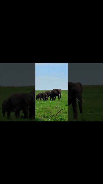 Elephants On Parade #shorts | #ShortsAfrica