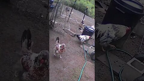 Rooster watch
