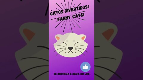 Gatos divertidos Fanny cats! #shorts