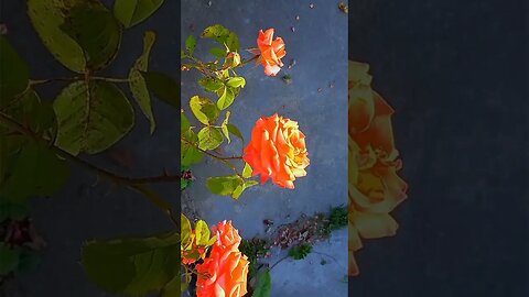 SCARLET ROSES OF LOVE. Video moment without sound for free!