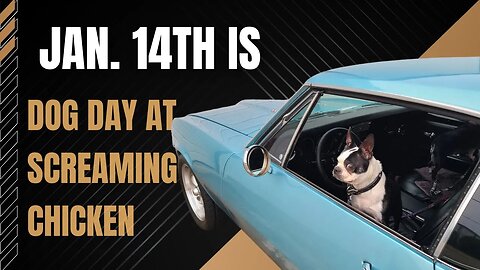 January 14th is Dog Day At Screaming Chicken