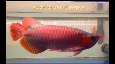 CÁ ROWANA SIÊU ĐỎ Indonesia AF