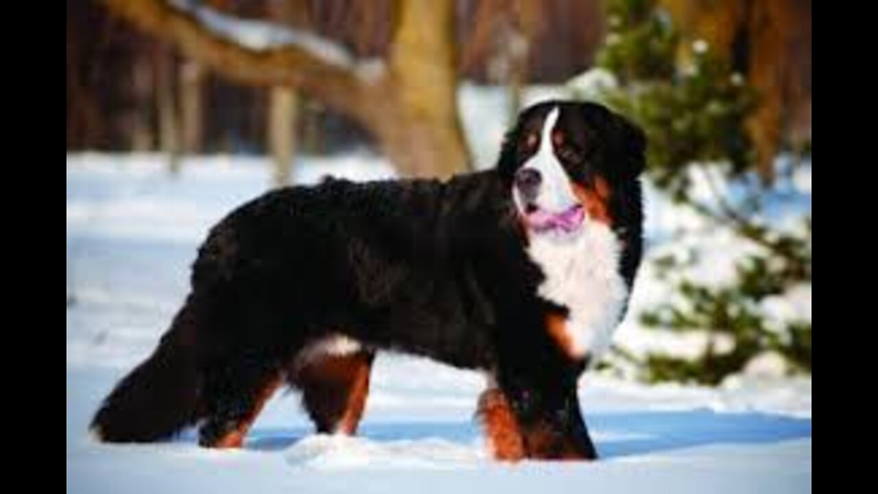 bernese mountain dog grooming w hair cat(owner reguest)