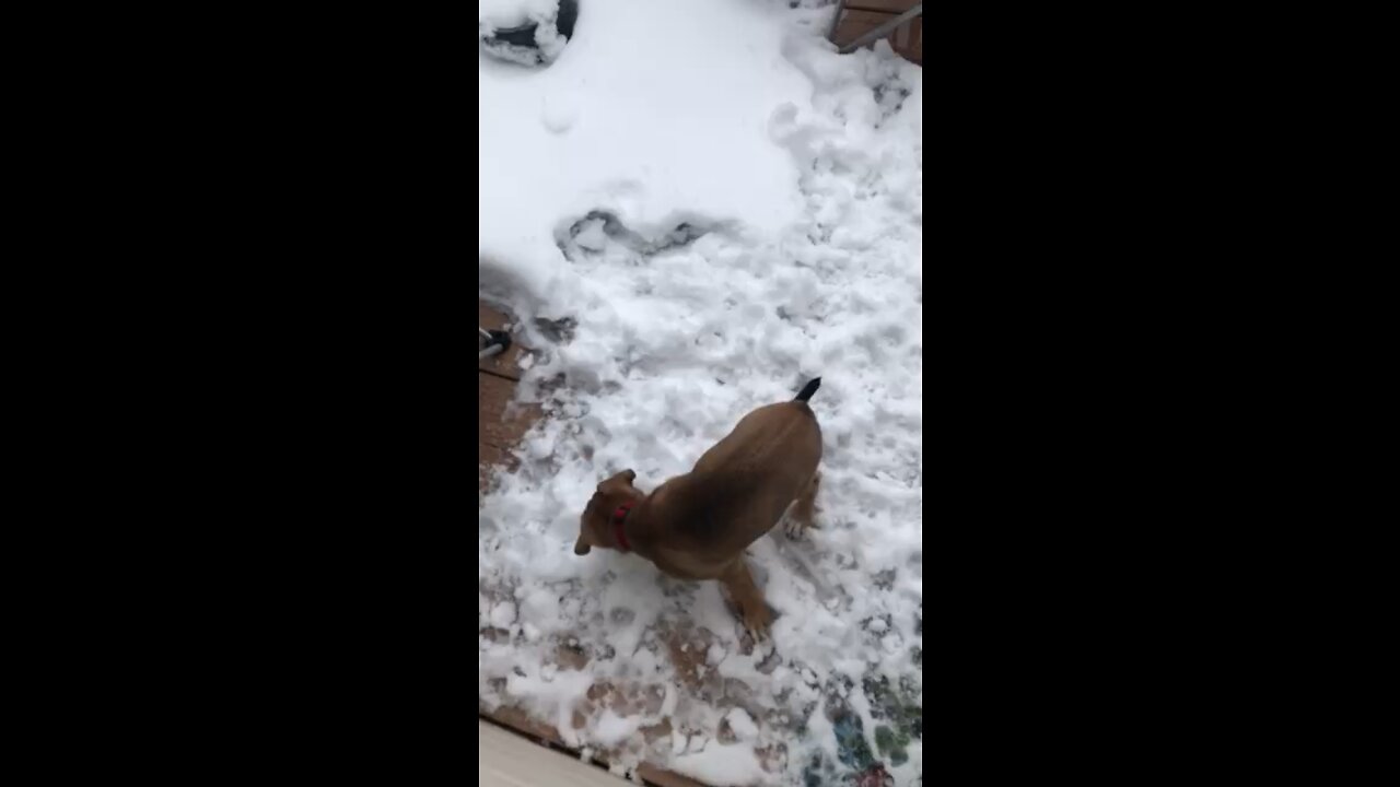 🐕 Autumn’s First Snow ❄️