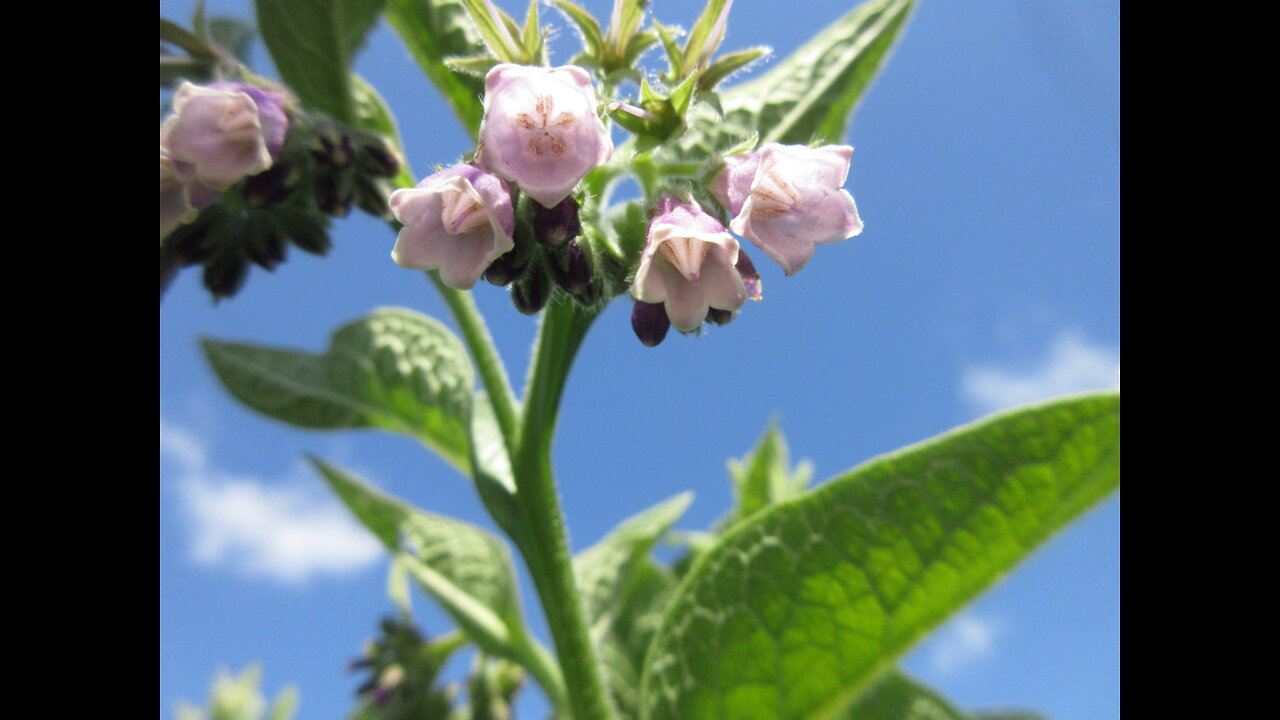 Wound Healer Comfrey August 2022