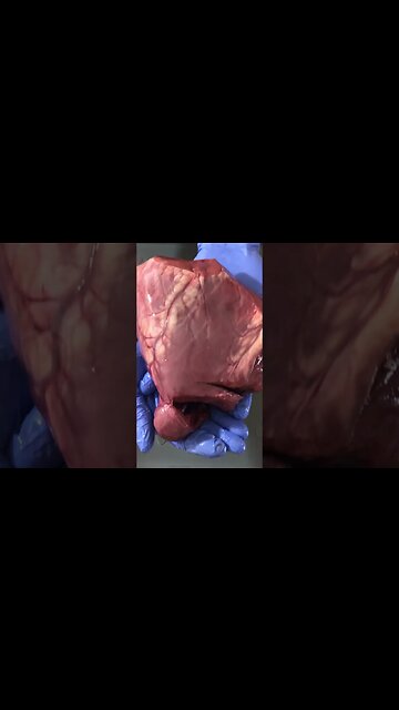 Feeding homemade cat food is easier than you think #shorts