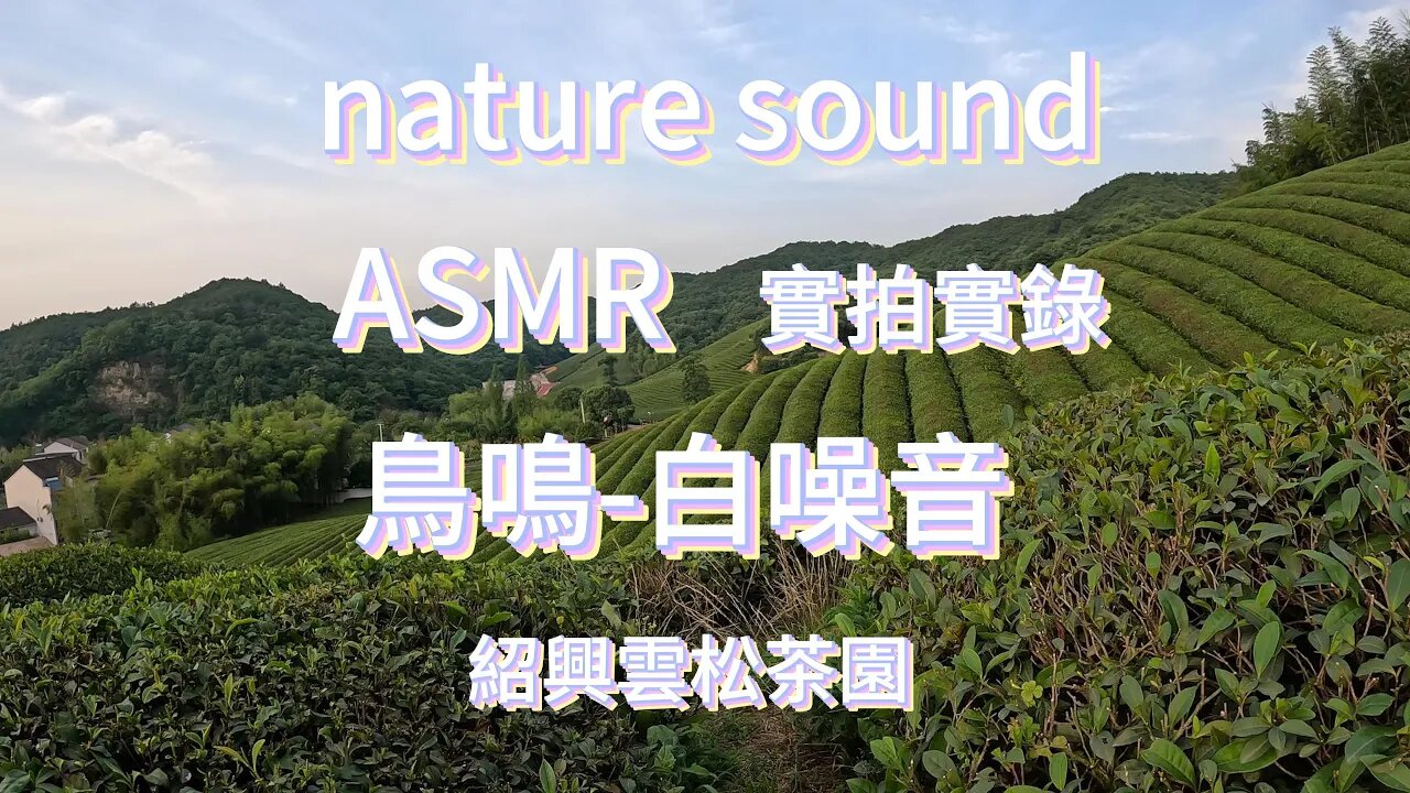 傍晚的茶園，鳥鳴，白噪音，nature sounds,沉浸式體驗 茶園風景