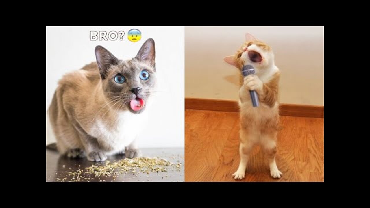 Funniest Dogs And Cats Best Of The 2021 Funny Animal Videos