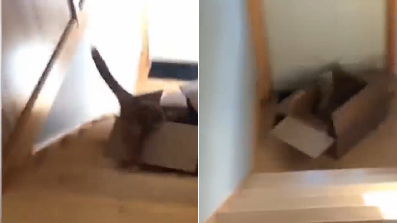 Cat is Having Real Fun Sliding Down the Stairs!