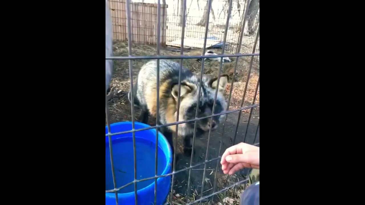 Raccoon pet