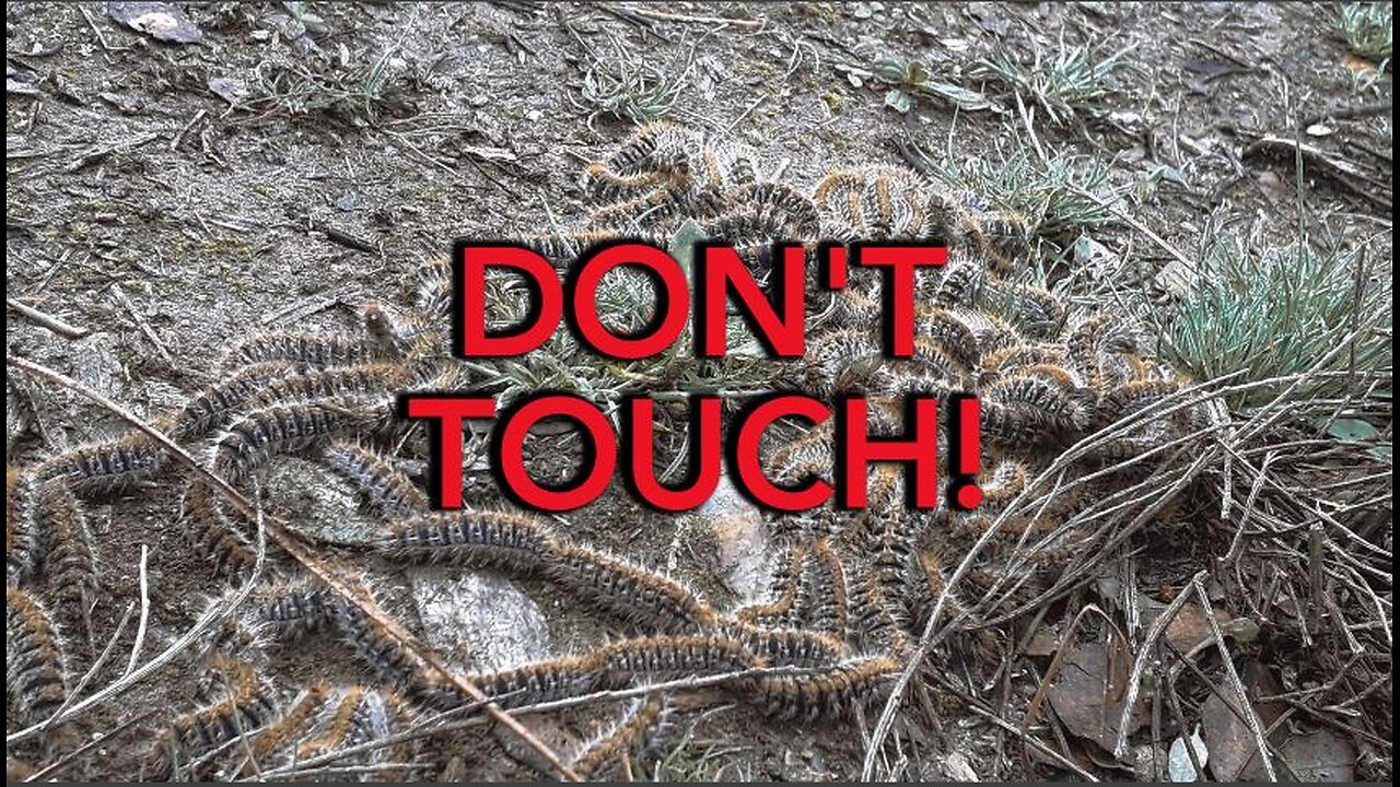 Toxic Caterpillar Invasion - AI Attenborough explains