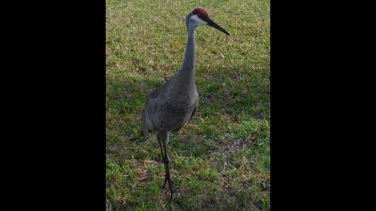 Startled Sandhill Crane