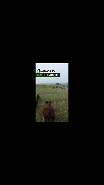 👁️👁️Bison herd stampedes Corn Field!