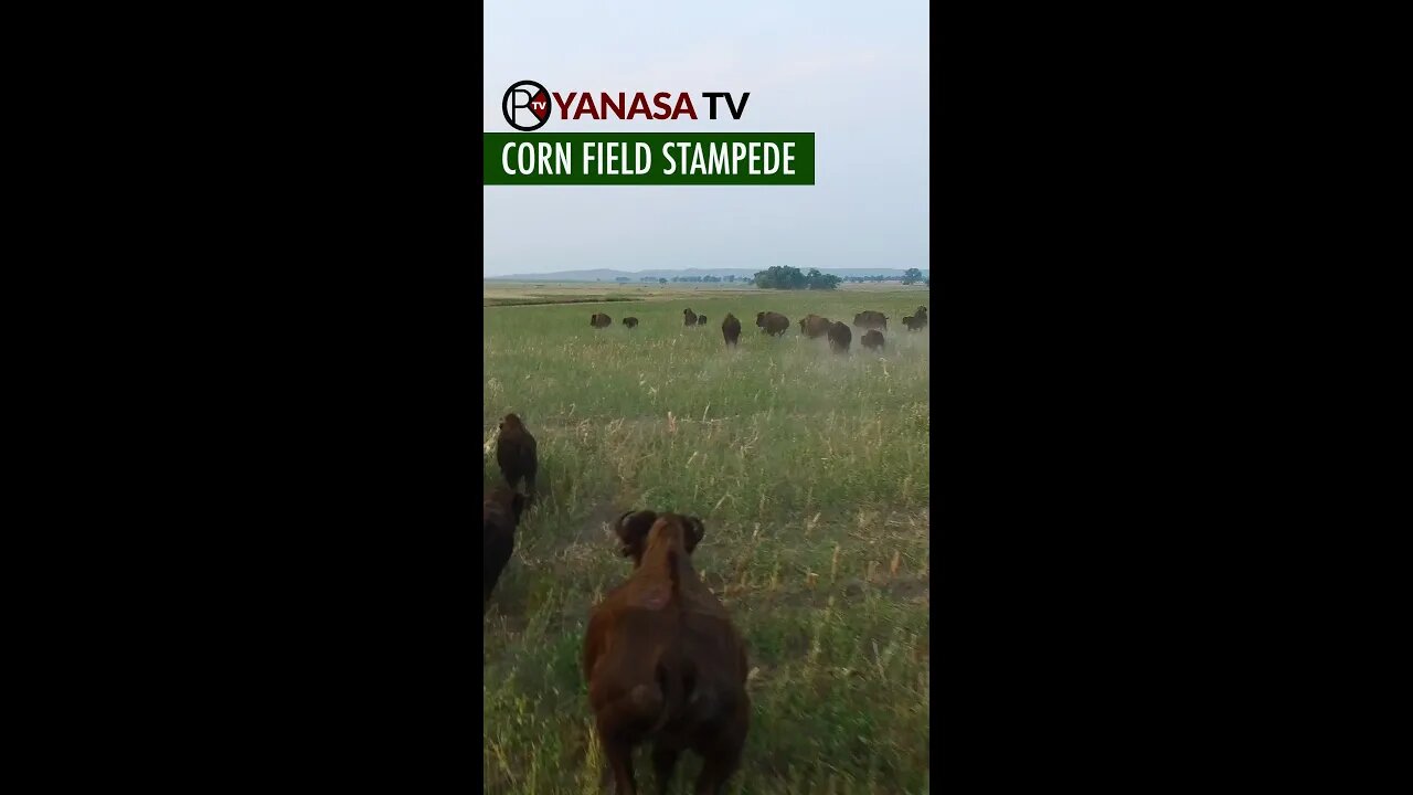 👁️👁️Bison herd stampedes Corn Field!