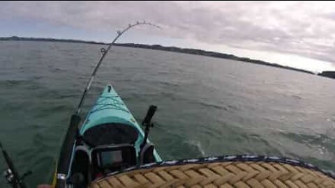 Un pêcheur en kayak traîné par un requin