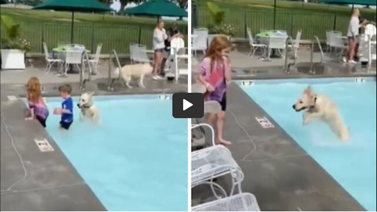 Happy pup is absolutely ecstatic for first pool party