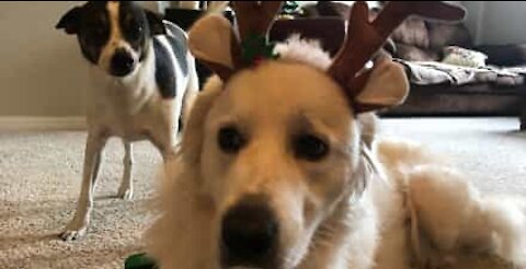 Dogs ecstatic after owner returns home from trip
