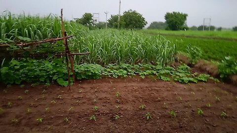 green how's india