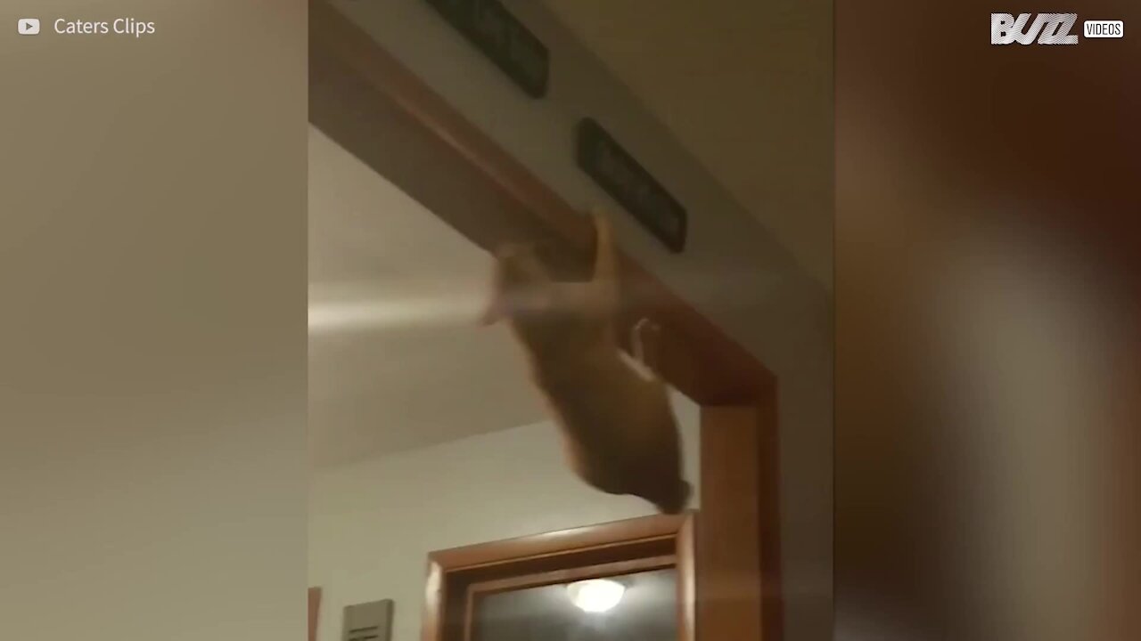 Spider-Cat, le chat araignée