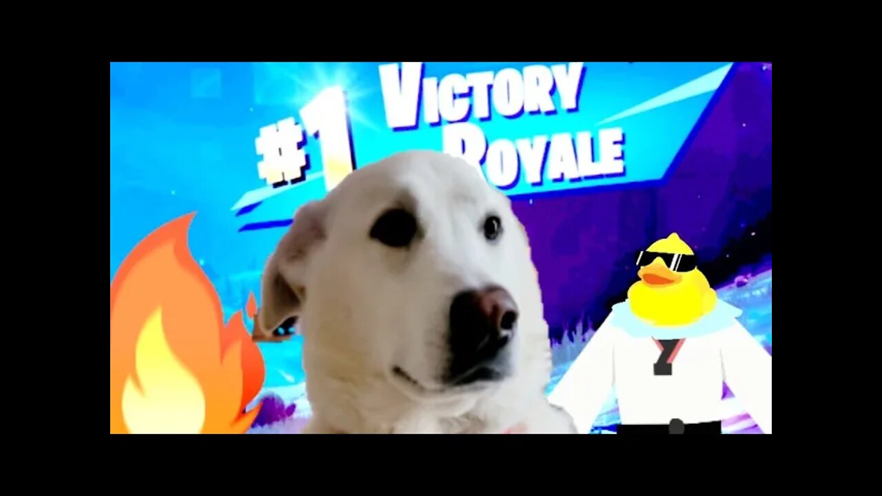 Even My Dog Can't Believe It? | Fortnite Victory Royale