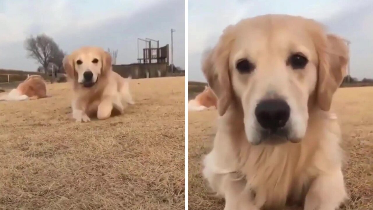 Dog comes to get a Treat 🤣😂