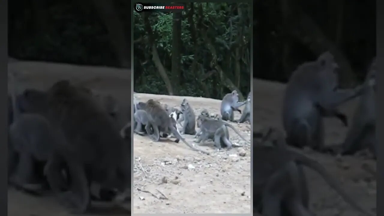 Monkey vs Dog #shorts