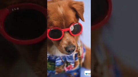 #sunglasses #dogs #sunny #nationalday