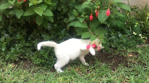 A white kitten playing with a flowering plant