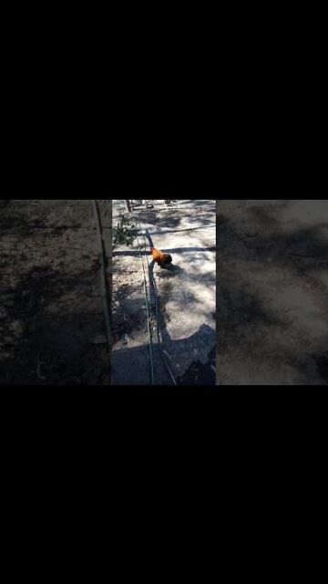 Good Morning Rusty and some Ducks 18th November 2022