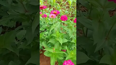 #shortsvideo #flower #nature #natureza #viral #viralshort