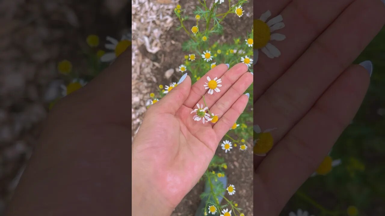 Picking Fresh Chamomile🫖 #harvest #chamomille #garden #homestead #foryou #fyp #reels #cottagecore