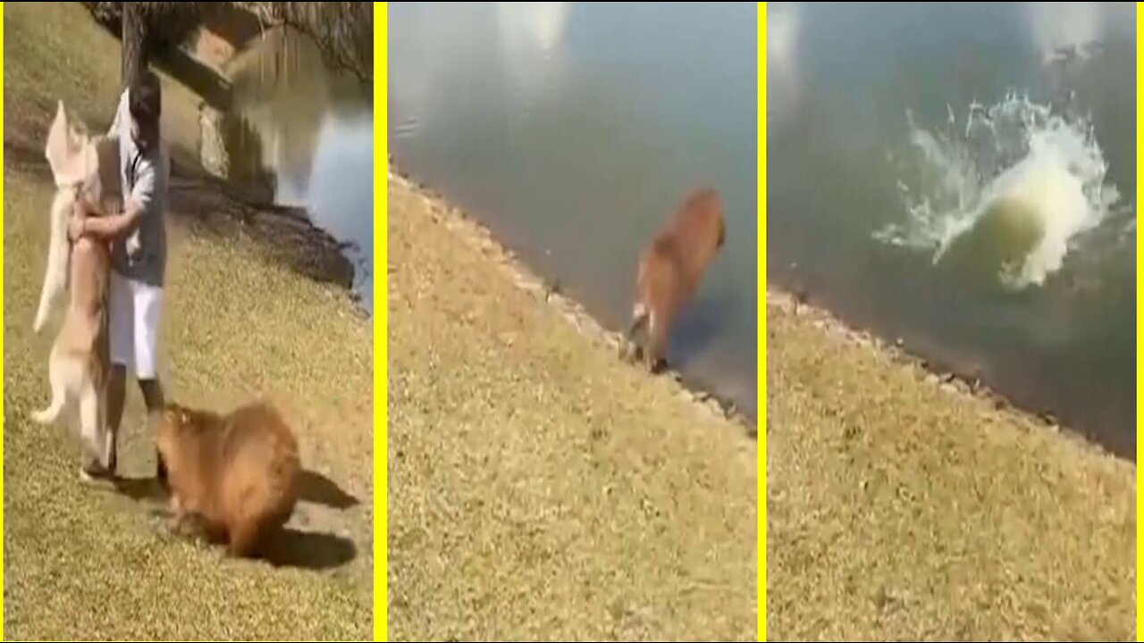 A mouse as fat as a pig is about to bite a dog and then run away