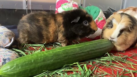 Guinea pigs love eating cucumber 🥒