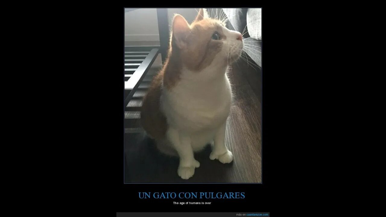 Efecto Mandela. Gatos.