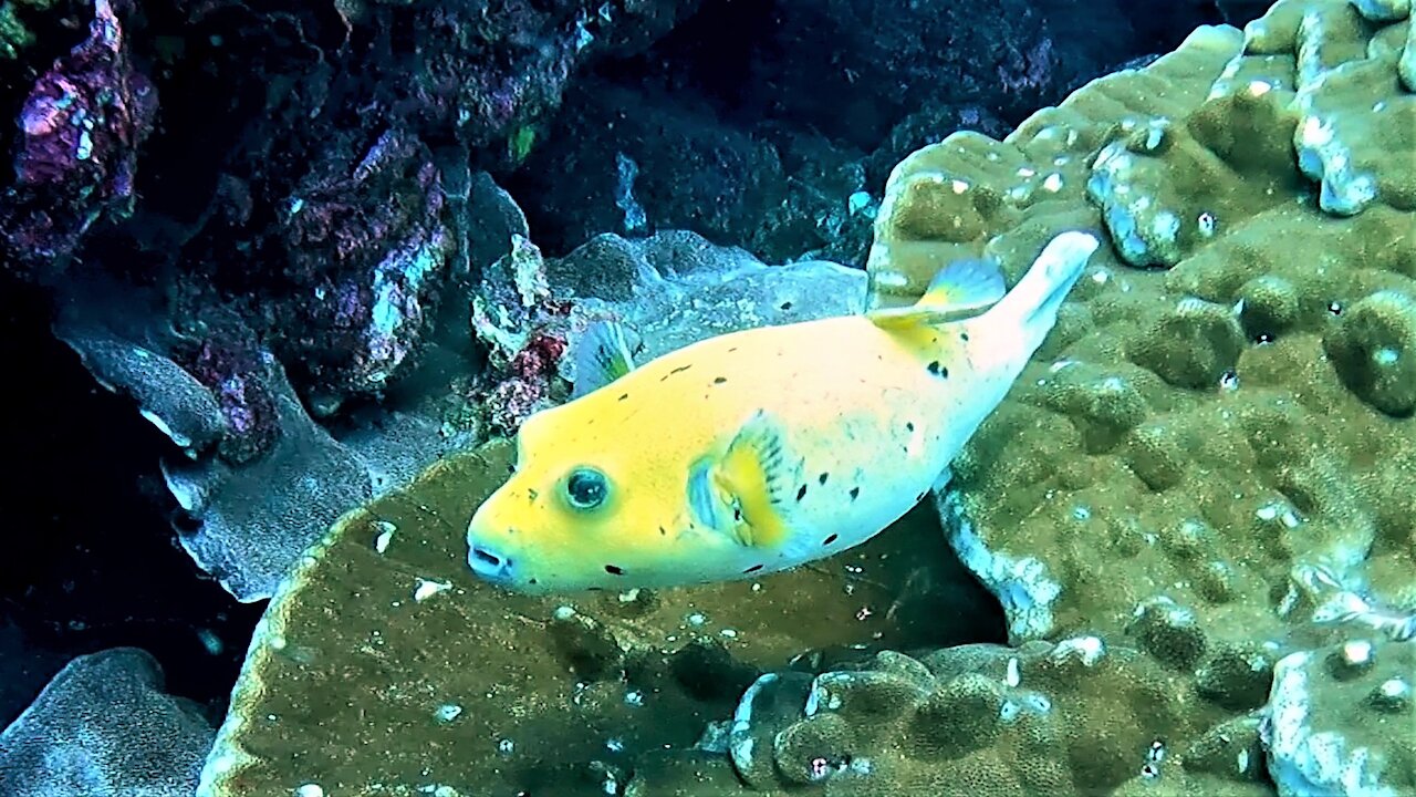 This beautiful fish is the most poisonous animal on earth