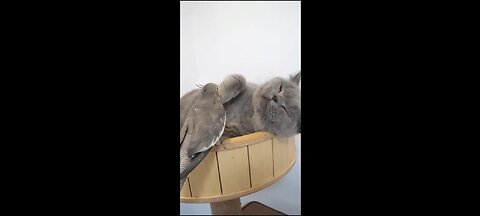 Funny animals doing silly things😂
