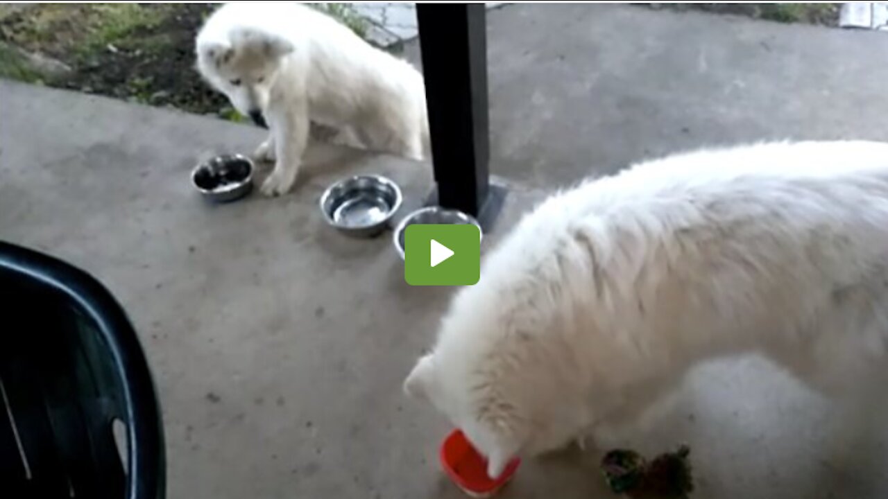 Dog enthusiastically waits for best friend to come home from school